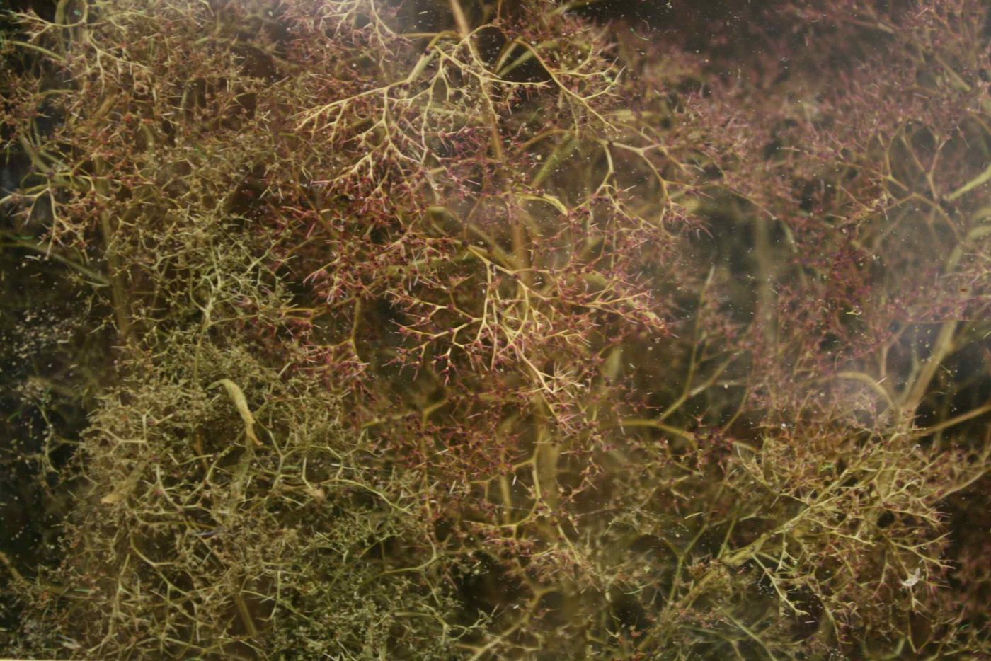 Noch 23100 Seafoam Nature Trees 2 Noch 23100 Seafoam Nature Trees - Image 2